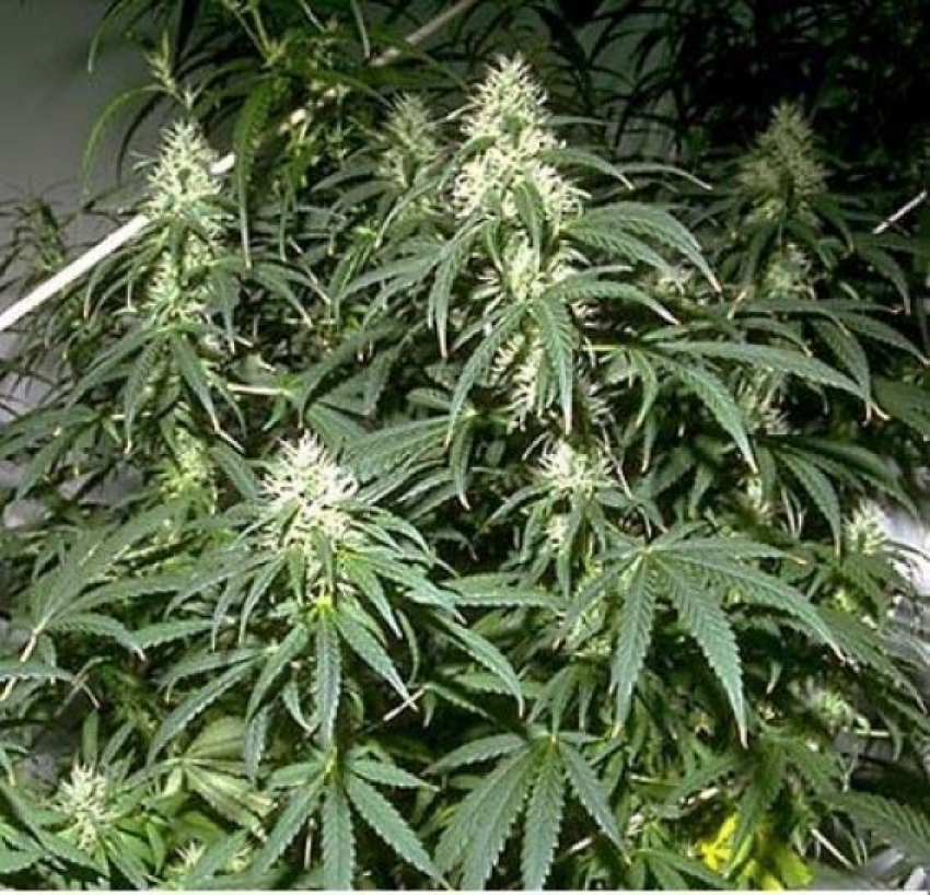 В Каменском районе молодой человек хранил дома марихуану
