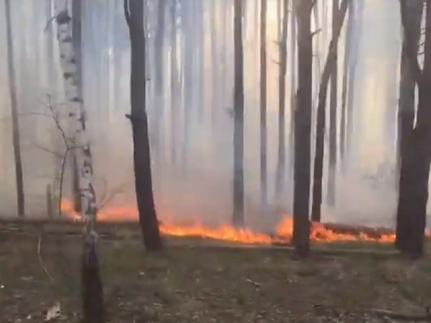 Расползавшийся огонь и едкий дым сняли в лесу воронежского микрорайона 