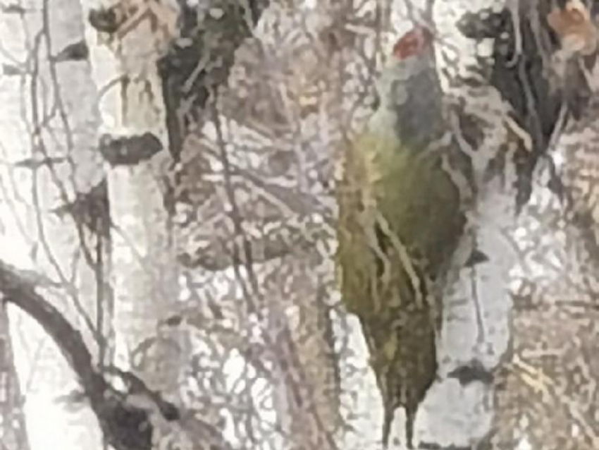 Редкого зеленого дятла сняли на фото в Воронеже 
