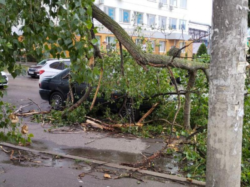 Не смогли устоять: что стало с воронежскими деревьями во время ливня