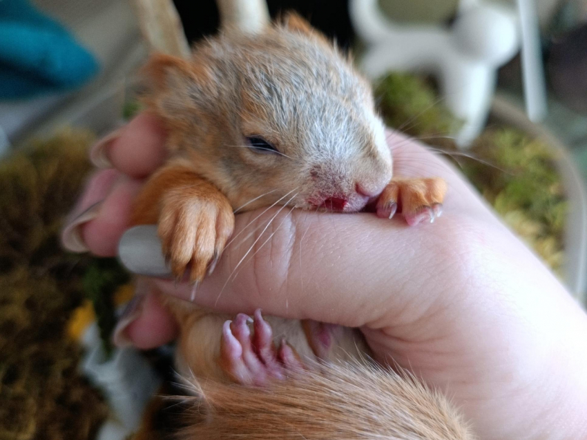 Ворона атаковала двух бельчат в парке Оптимистов в Воронеже 
