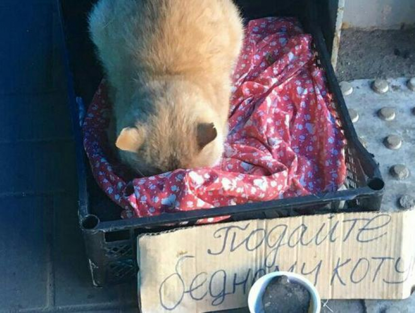 Кот, выпрашивающий деньги в переходе, возмутил воронежцев