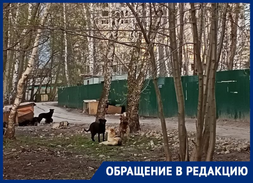 В инфернальное место под властью псов превратилась часть набережной Воронежа