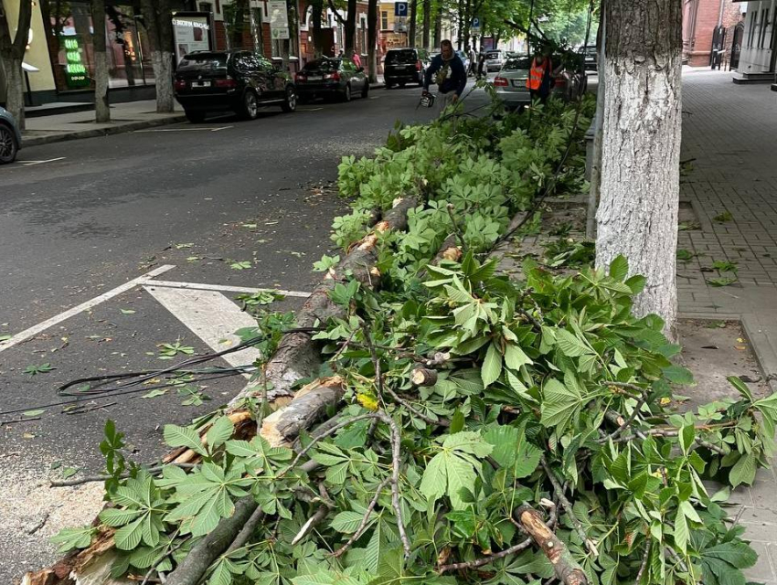 В центре Воронежа рухнуло дерево