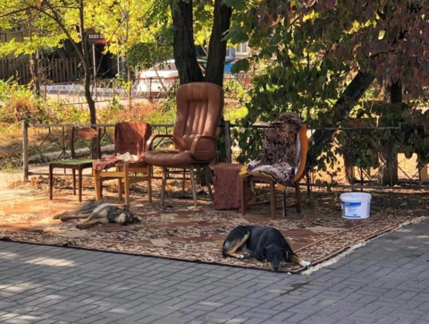«Собаки живут красиво»: отдыхающих на ковре животных сфотографировали в Воронеже