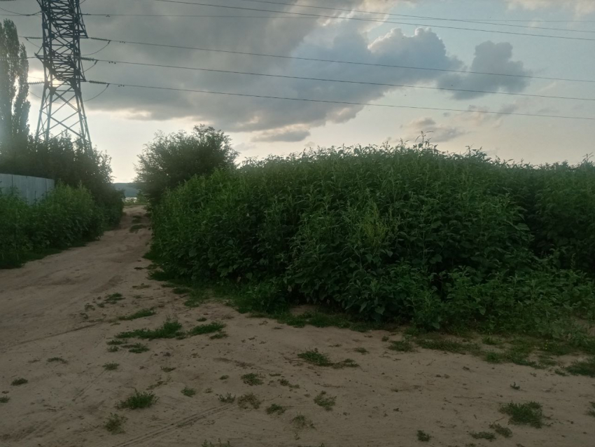 Джунгли из амброзии выросили в Воронежской области