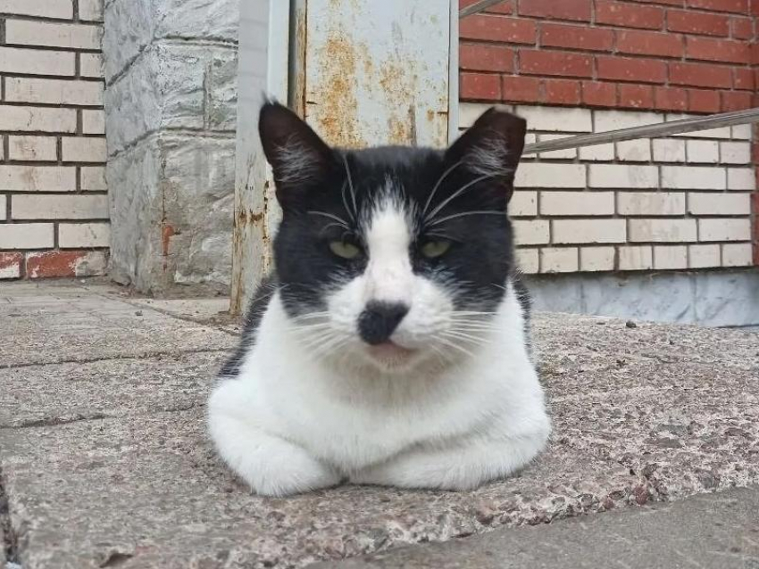 Кот Василий с масштабом и милотой празднует день рождения в Воронеже