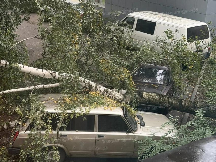 Дерево рухнуло на парковку и оборвало провода в воронежском дворе
