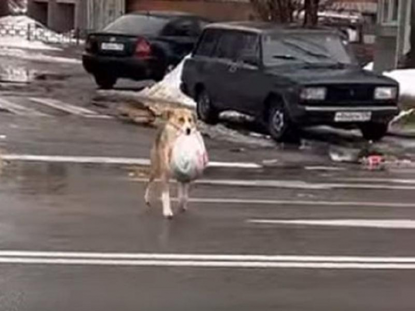 Удивительный поступок собаки на фоне мусорного коллапса сняли в Воронеже