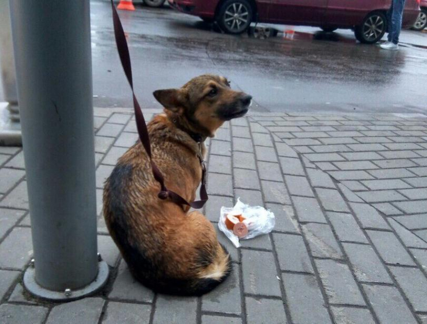Воронежцев разгневал бесчувственный подросток, избавившийся от своей собаки ужасным способом 