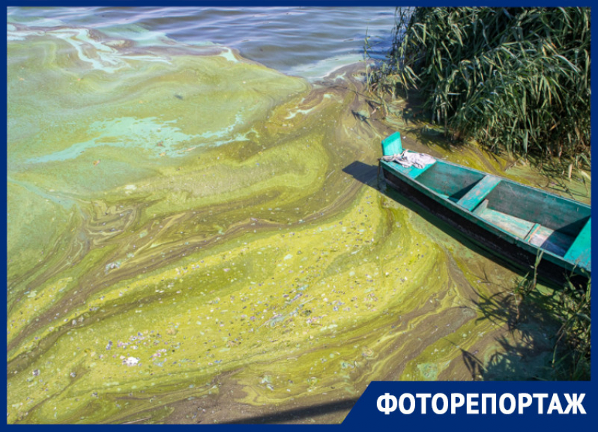 Как выглядит Воронежское водохранилище, захваченное опасными цианобактериями, показали с разных ракурсов