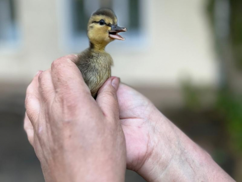 Семейство утят спасли и вывезли к воде в Воронеже