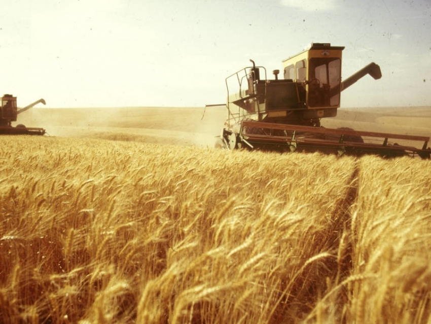 Второй миллион тонн зерна собрали аграрии с полей Воронежской области