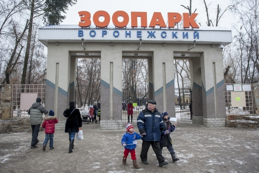 В Воронежском зоопарке енот, кролик и еж предскажут весну