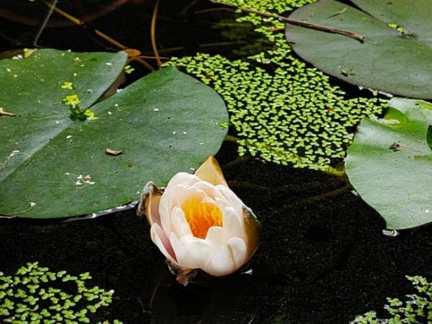 Вымирающая кувшинка зацвела в воронежском ботсаду