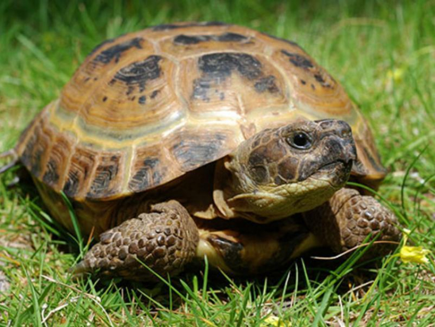 Среднеазиатская черепаха впервые снесла яйцо в Воронежском зоопарке