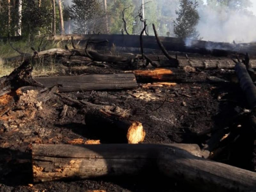 Признаки поджога нашли в Воронежском заповеднике после страшного пожара
