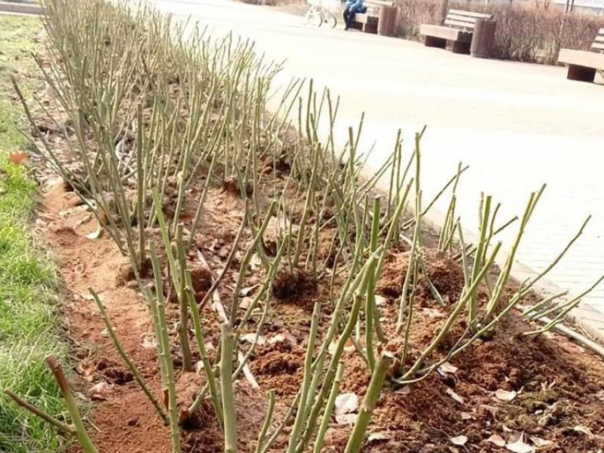 В Воронеже перестали укрывать розы