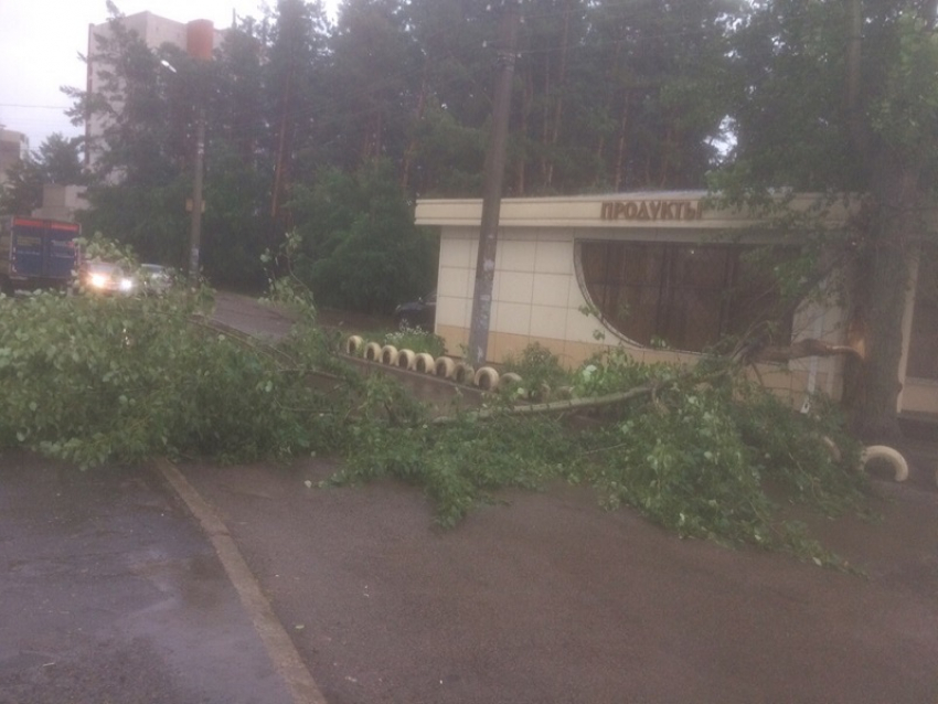 Шквалистый ветер отправил в нокаут дерево в Воронеже
