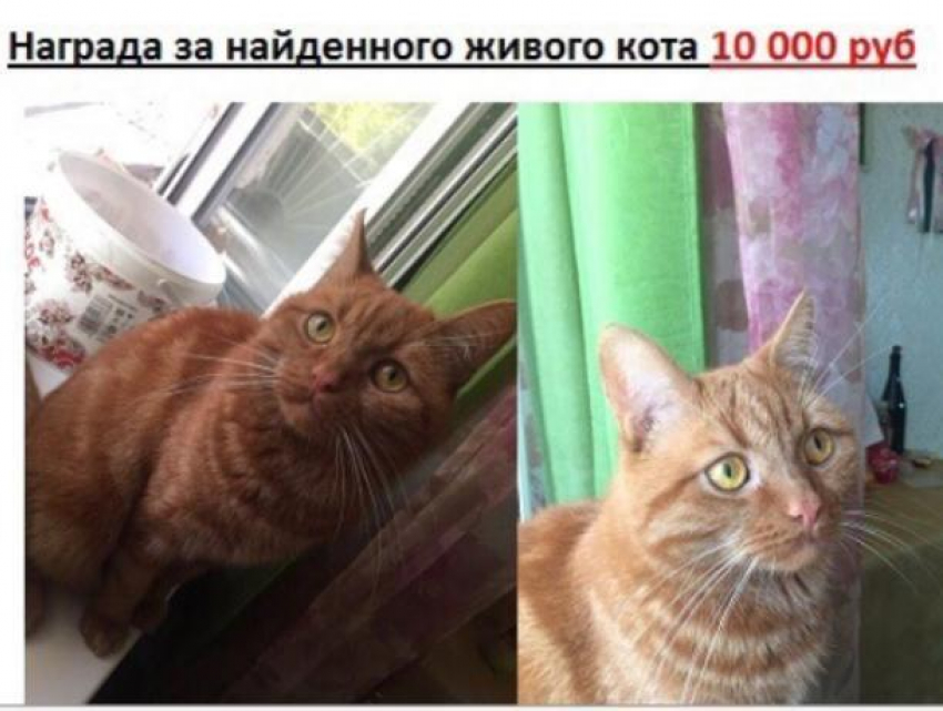 Награду 10 тыс рублей объявили за живого кота в Воронеже