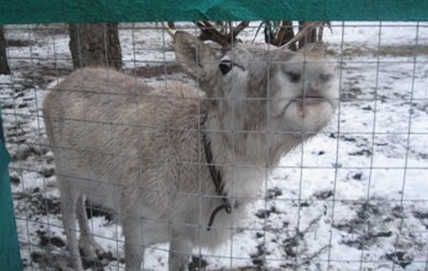 В зоопитомнике Воронежской области поселилась самка северного оленя