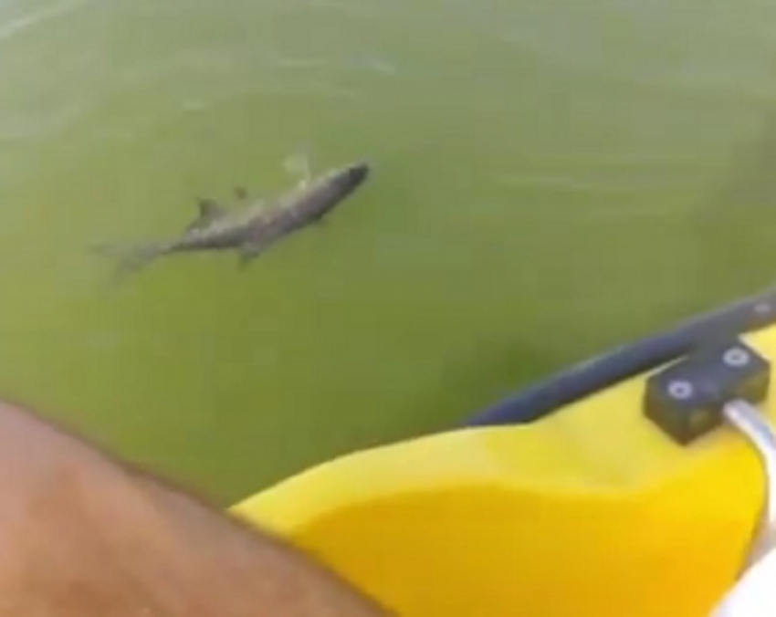 Неадекватное поведение рыбы сняли на видео в Воронежском водохранилище
