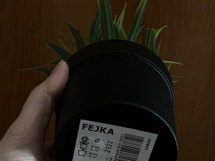 Воронежанка прогремела на всю страну, придумав схему для наживы с товарами из IKEA