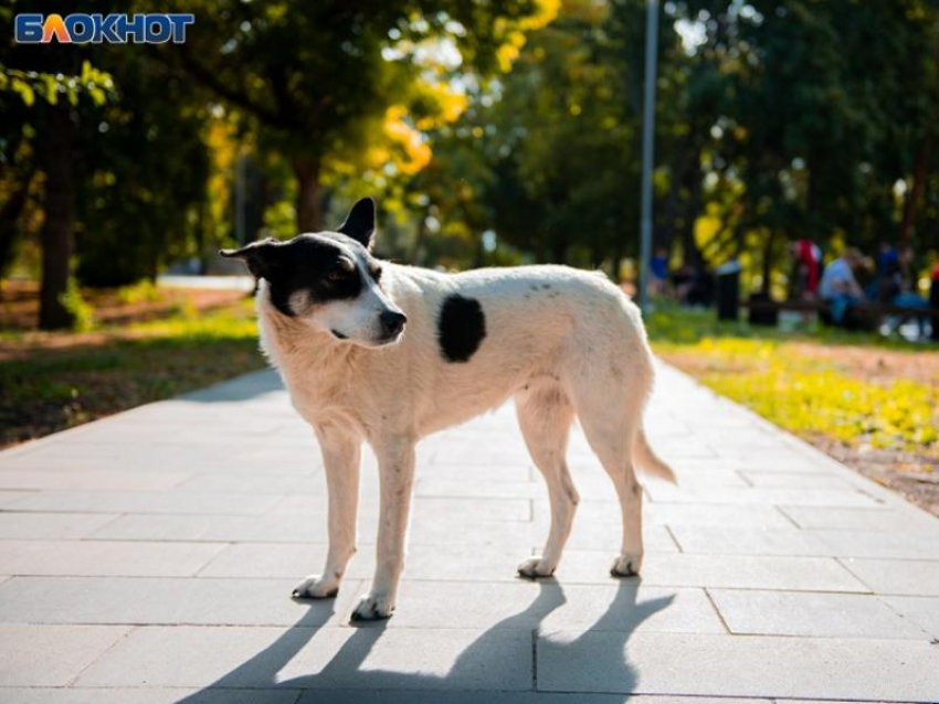 Нападение собак на жителей крупного ЖК проверят следователи в Воронеже