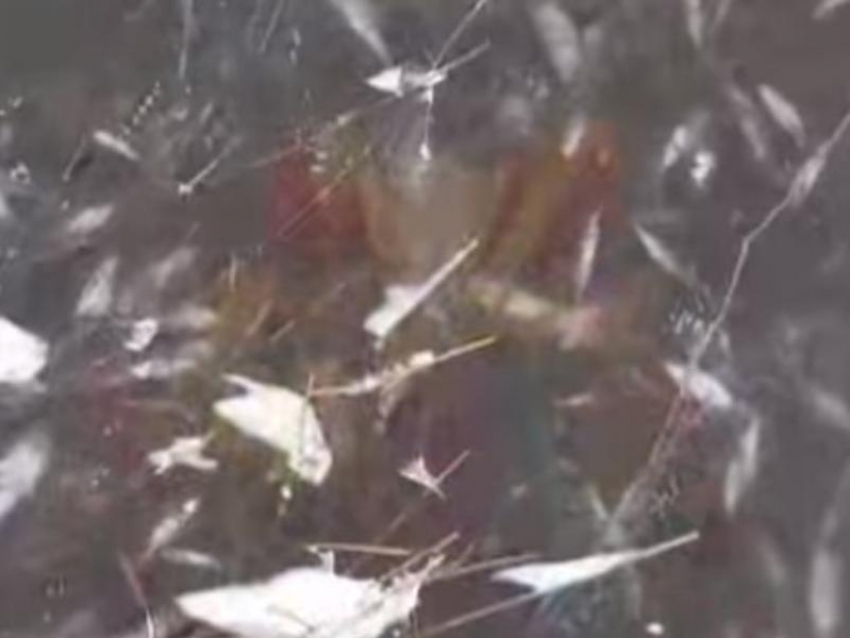 Огромное количество мертвой рыбы обнаружили в реке в Воронежской области