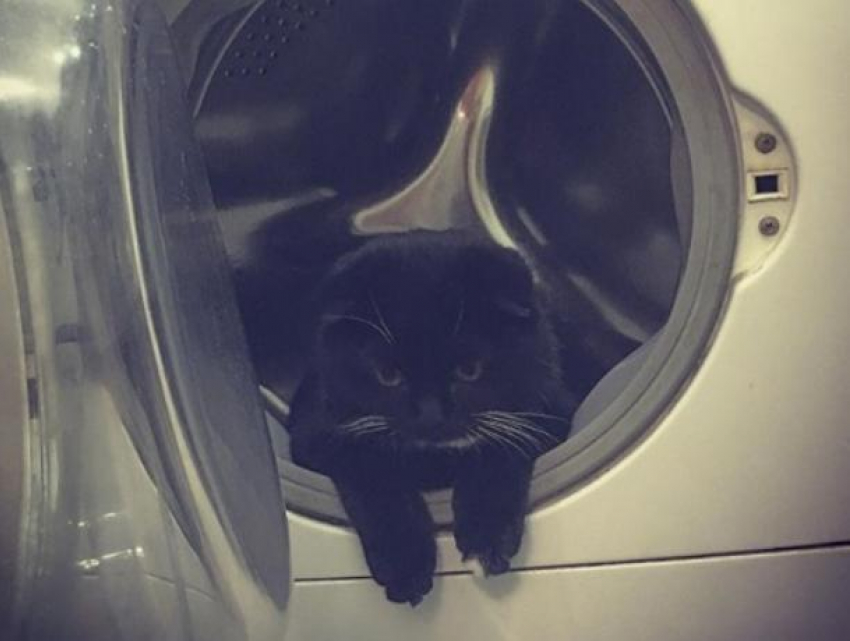 Воронежский кот-космонавт готовится к полету в стиральной машине