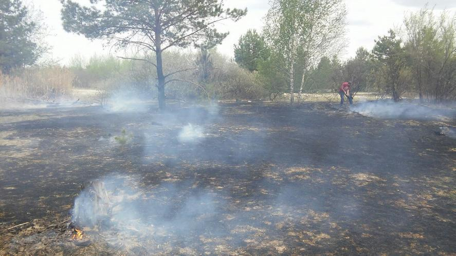 Шашлычники устроили пожар у пляжа в Воронеже и сбежали, бросив паспорт