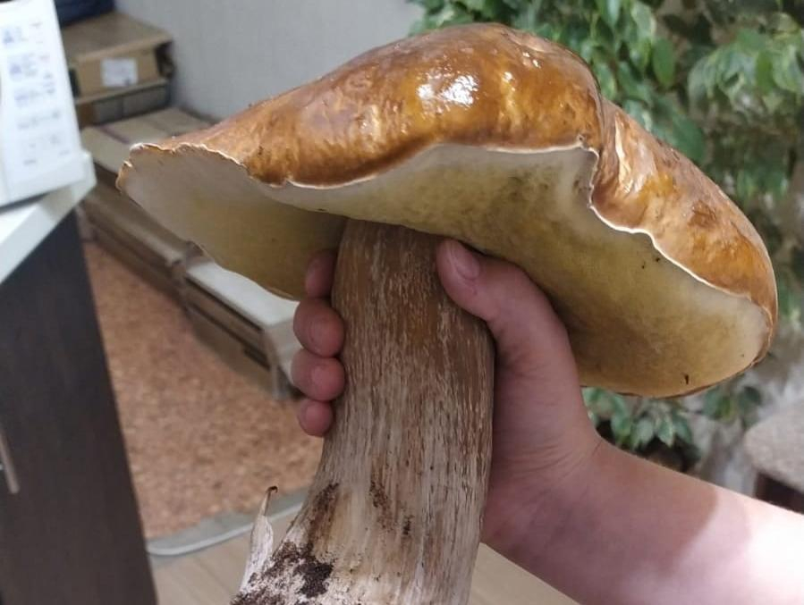 Зверски огромный гриб нашли в лесах Воронежской области
