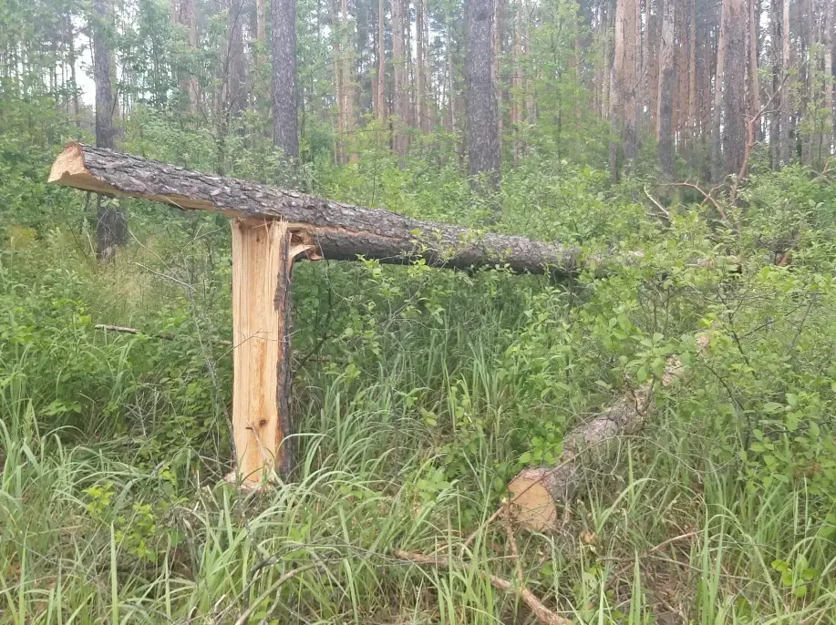 В Воронежской области поймали лесника, который разрешил незаконную вырубку деревьев