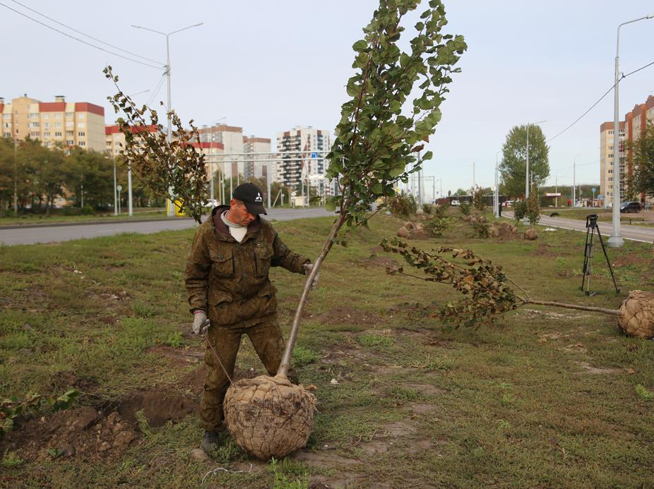 18 миллионов рублей потратят на озеленение Воронежа в 2022 году