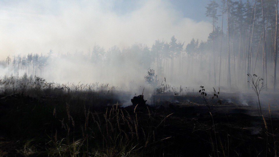 Под Воронежем произошел ландшафтный пожар на площади 0,5 гектаров