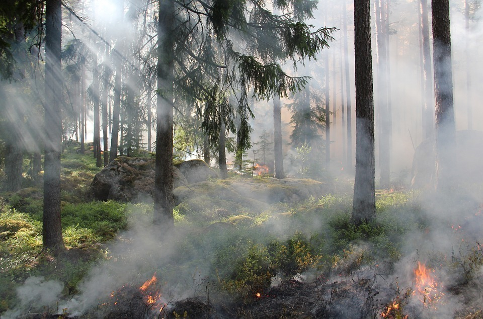 Воронежцам запретили ездить в леса из-за угрозы пожаров