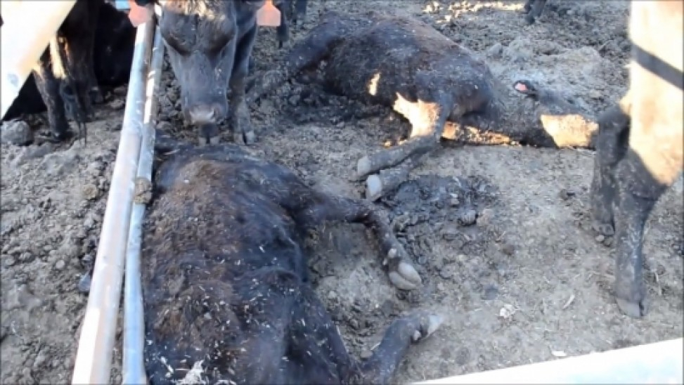 Элитные коровы, погибшие от голода в Аннинском районе, были куплены не за бюджетные деньги - правительство