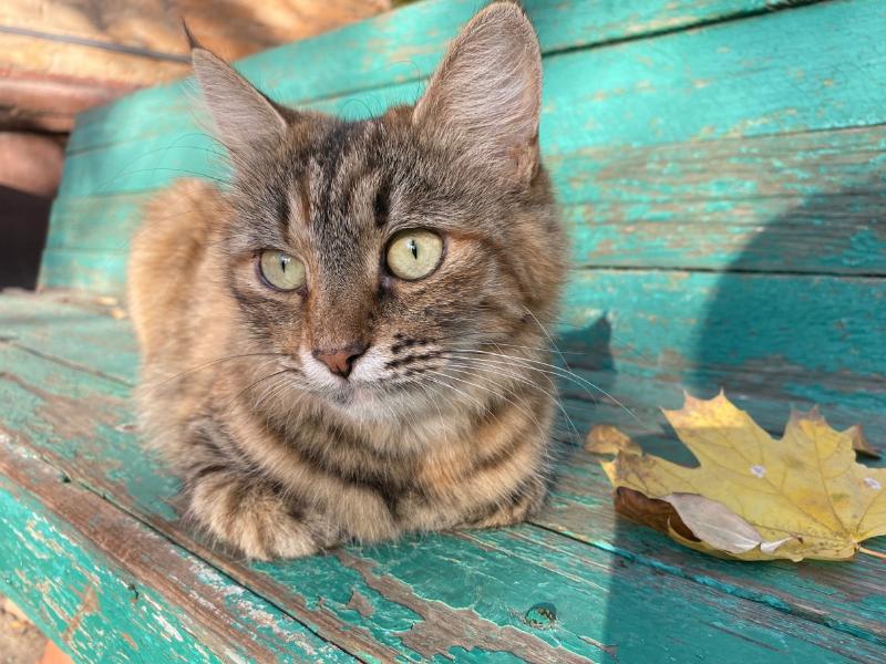 Приметы про кошек и котов: основные суеверия и поверья - Purina ONE®