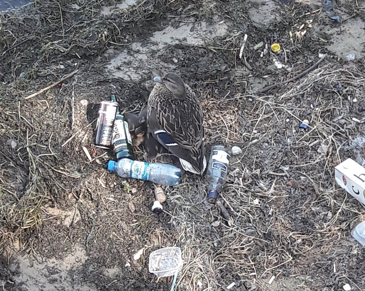 На замусоренной воронежской фан-зоне утка свила гнездо