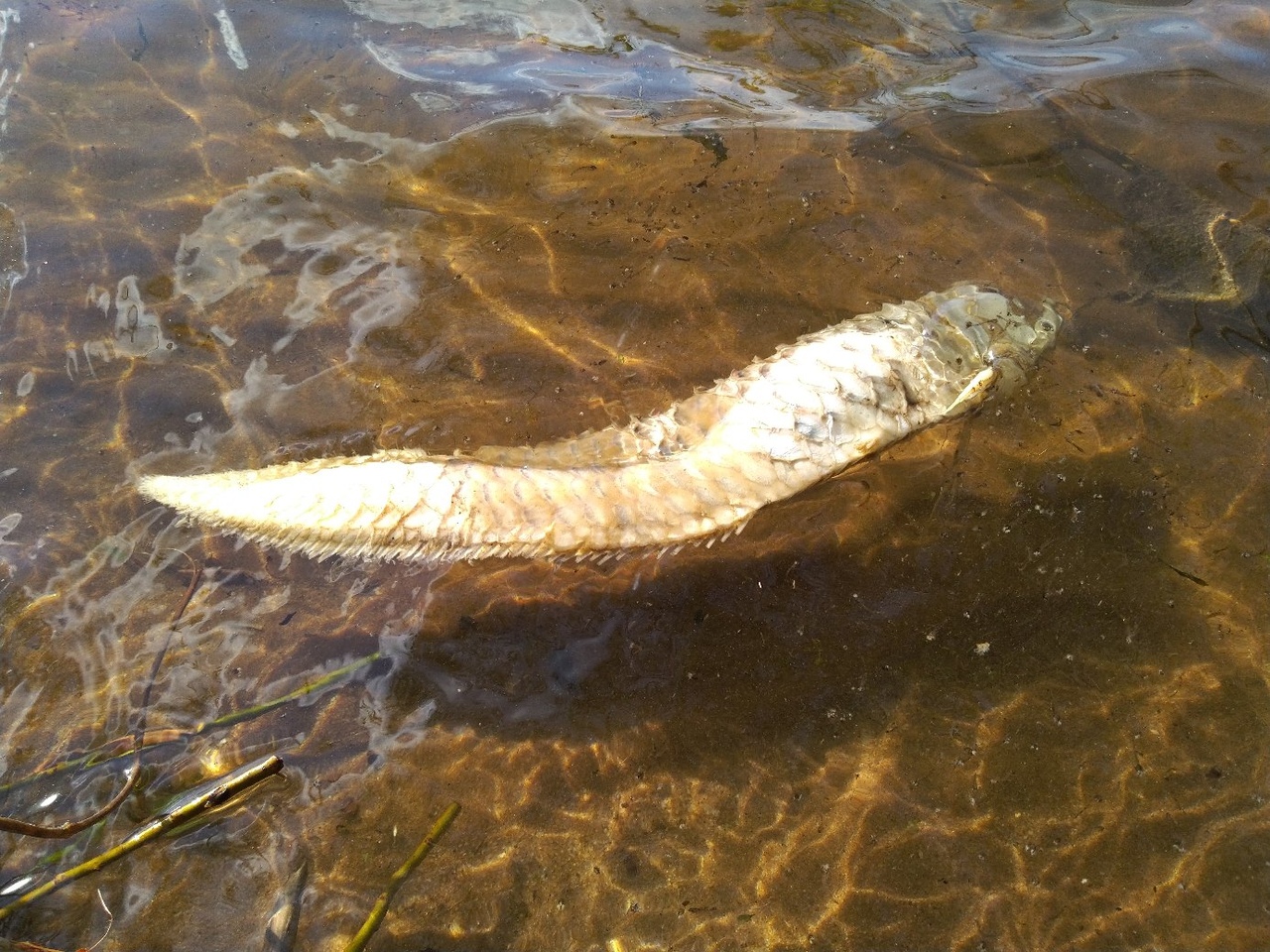 Речного охотника из Амазонки поймали в Воронежском водохранилище