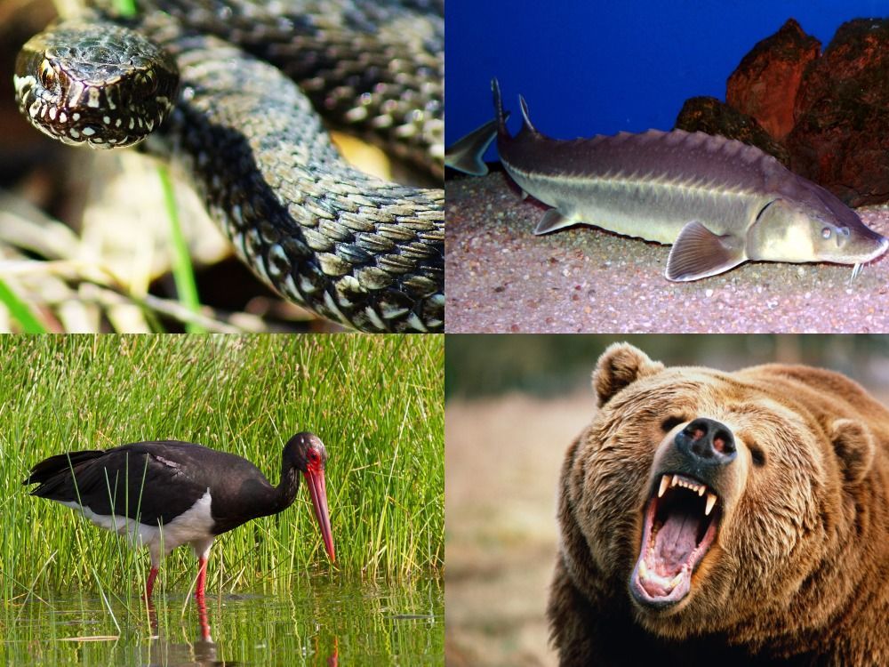 Пресмыкающиеся крокодил. Пресмыкающиеся крокодил. Самые ядовитые животные. Количество опасных животных. Гигантский гребнистый крокодил.