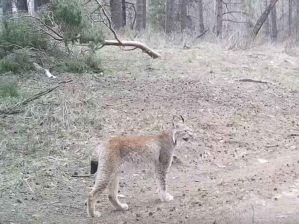 Гордый самец рыси провернул дельце у фотоловушки в воронежском заповеднике