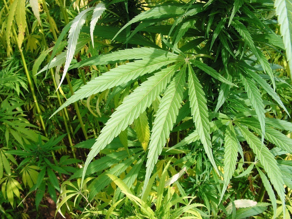 В воронежской области растет конопля марихуана янтарь